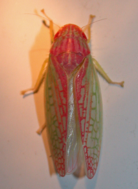 Gyponana octolineata